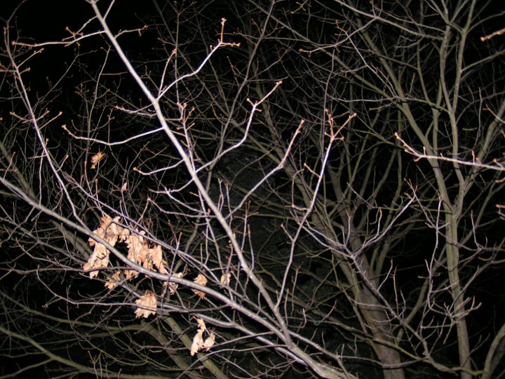 img00275.jpg