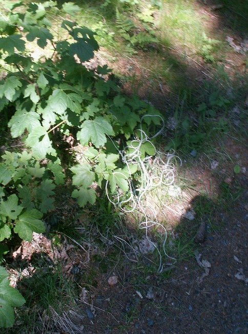 img00292.jpg