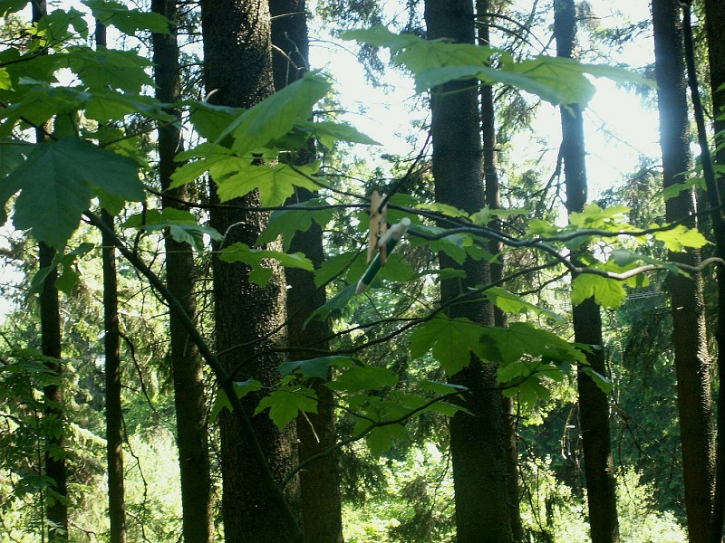 img00293.jpg